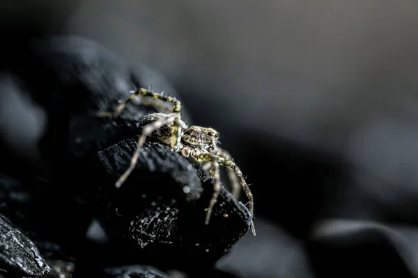 Detailní Záběr Malého Skákajícího Pavouka — Stock fotografie