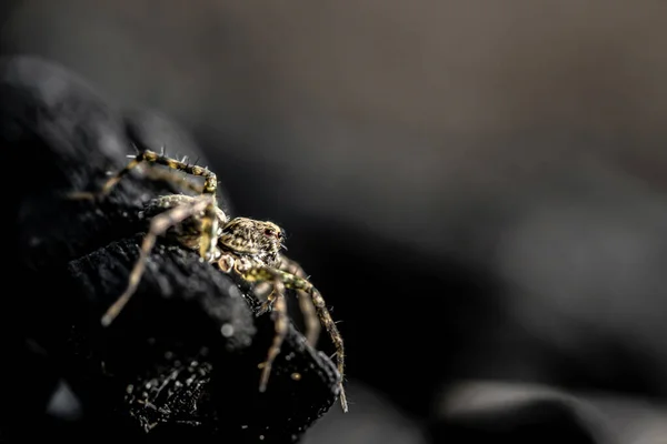 Detailní Záběr Malého Skákajícího Pavouka — Stock fotografie