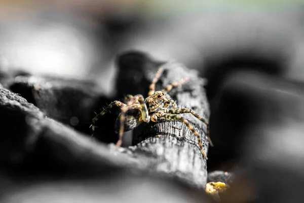 Close Van Kleine Springspinnen — Stockfoto