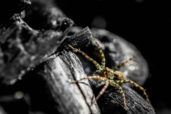 Detailní Záběr Malého Skákajícího Pavouka — Stock fotografie