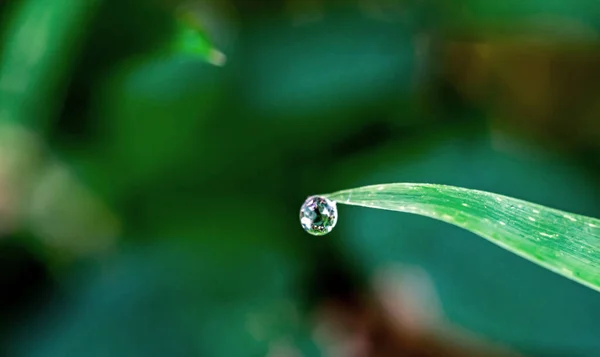 Las Gotas Agua Las Hojas Durante Temporada Lluvias Selva Tropical — Foto de Stock