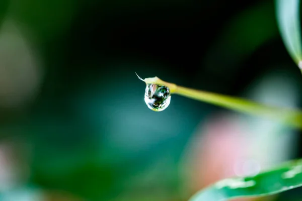 热带雨林雨季树叶上的水滴 — 图库照片