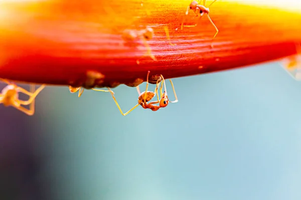 Fechar Formigas Tecelão Vermelho Folha Verde — Fotografia de Stock