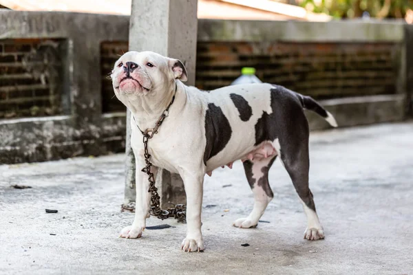 Szabadtéri Portré Álló American Pit Bull Terrier — Stock Fotó
