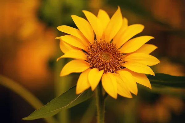 Girasol Totalmente Florecido Con Flores Borrosas Fondo — Foto de Stock