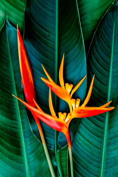 Krásné Oranžové Květy Pták Rajský — Stock fotografie