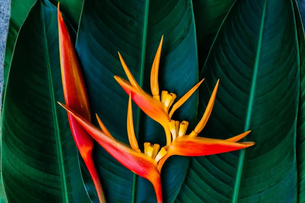 Bellissimi Fiori Arancio Uccello Del Paradiso — Foto Stock