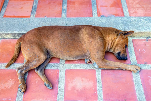 Cão Rua Vive Dorme Templo — Fotografia de Stock