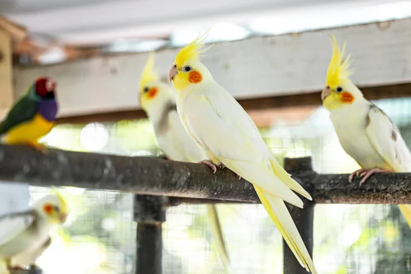 Portret Bliska Cockatiela Nymphicus Hollandicus Zdjęcie Stockowe