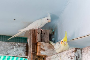 Cockatiel portresi (Nymphicus hollandicus)
