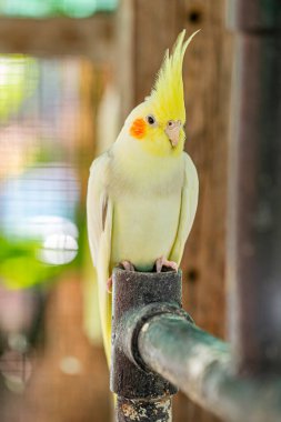 Cockatiel portresi (Nymphicus hollandicus)