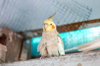 Cockatiel portresi (Nymphicus hollandicus)