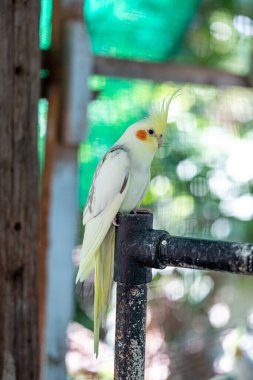 Cockatiel portresi (Nymphicus hollandicus)