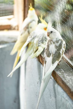 Cockatiel portresi (Nymphicus hollandicus)