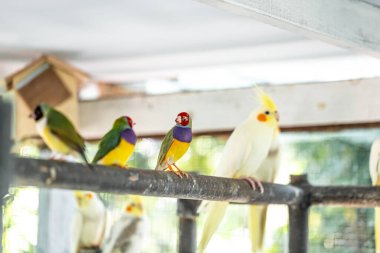 Cockatiel portresi (Nymphicus hollandicus)