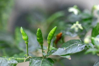 Kırmızı biberler biber bahçesine ekildi.