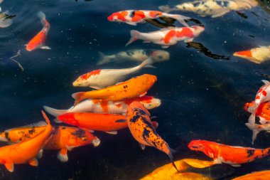Renkli sazan balığı, koi balığı gölde