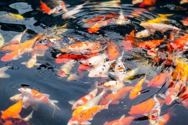 Renkli sazan balığı, koi balığı gölde