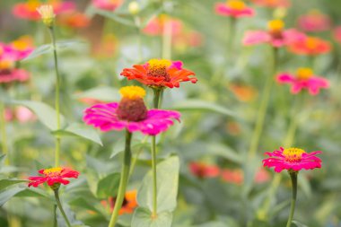 Sonbahar çiçekleri ve güzel yapraklar