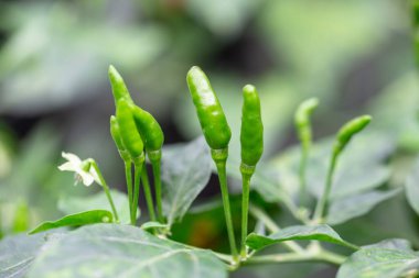 Kırmızı biberler biber bahçesine ekildi.