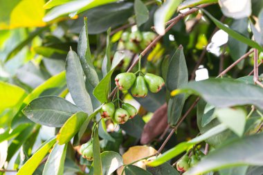 Tayland 'da, bahçede ağaçta yağmur üstüne kırmızı gül elması
