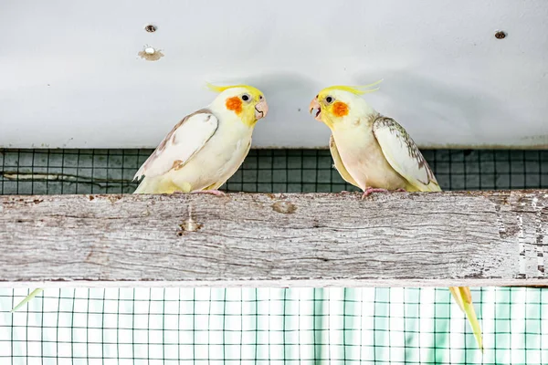 Retrato Cockatiel Close Nymphicus Hollandicus — Fotografia de Stock