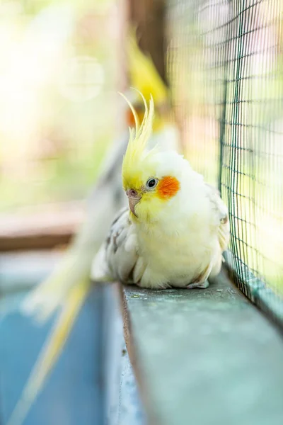 Retrato Cockatiel Close Nymphicus Hollandicus — Fotografia de Stock