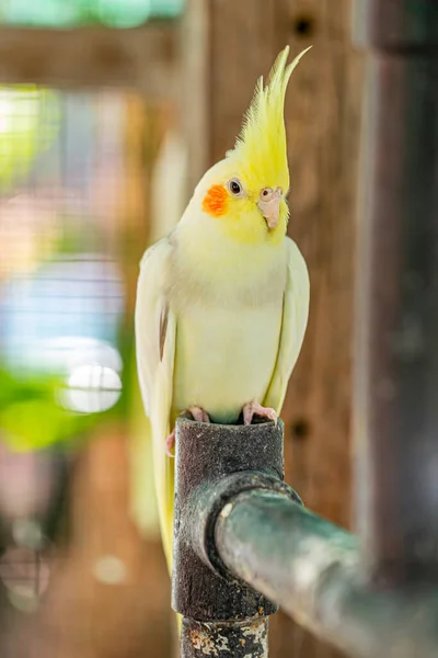 Porträtt Cockatiel Närbild Nymphicus Hollandicus — Stockfoto