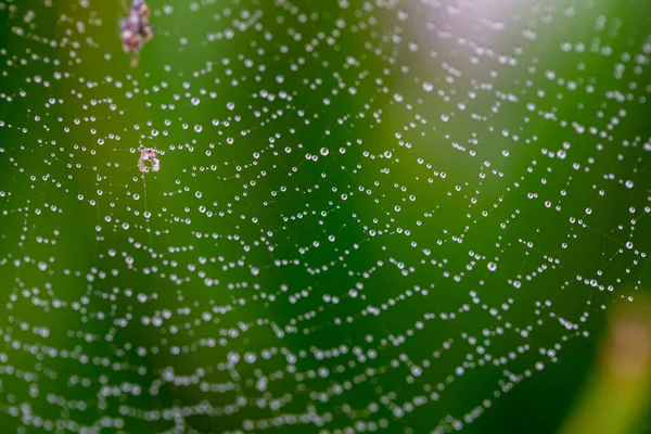 Spider Web Cobweb Closeup Background — Stock Photo, Image