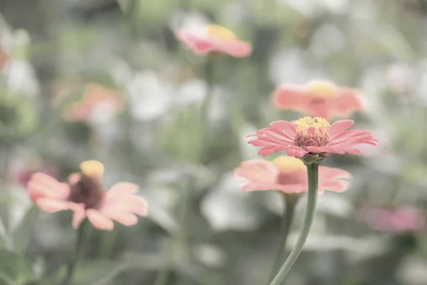 Herbst Blumen Blume Und Schöne Blütenblätter — Stockfoto