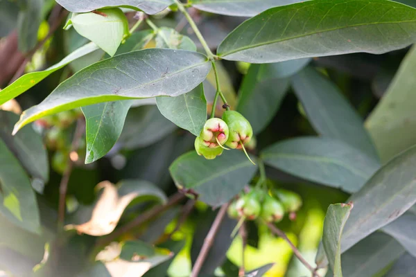 Rode Roos Appel Regen Boom Tuin Thailand — Stockfoto