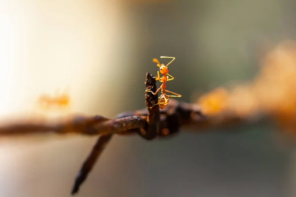 Gros Plan Fourmis Tisserandes Rouges Sur Feuille Verte — Photo