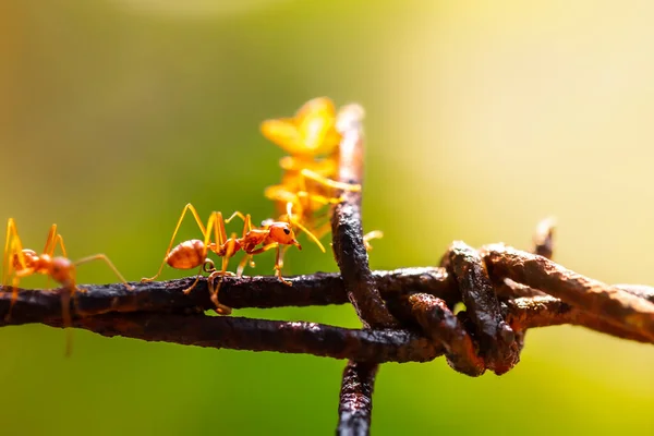 Acercamiento Hormigas Tejedoras Rojas Hoja Verde —  Fotos de Stock