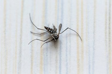 Bir aedes aegypti sivrisineğini kapat