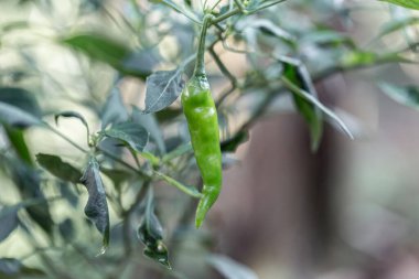 Kırmızı biberler biber bahçesine ekildi.
