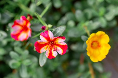 Küçük yeşil yapraklı Purslane çiçeğine yaklaş