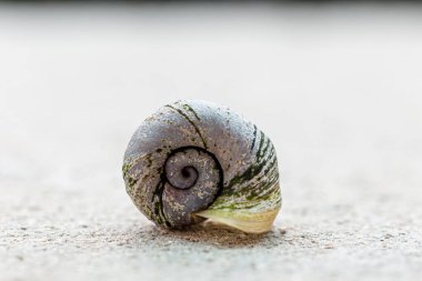 Zırhlı Büyük Gölet Salyangozu