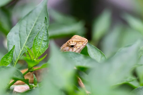 Lagarto Árvore Permaneceu Árvore Permaneceu Imóvel Esperando Por Sua Presa — Fotografia de Stock