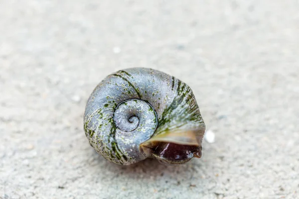 Armor Big Pond Snail Water — Stock Photo, Image