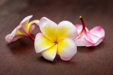 Tropikal çiçek dalları frangipani (plumeria)