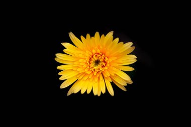 Renkli Gerbera çiçeklerini kapatın. 