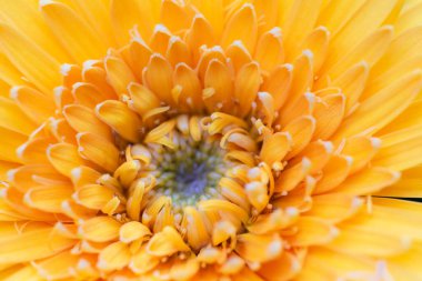 Renkli Gerbera çiçeklerini kapatın. 