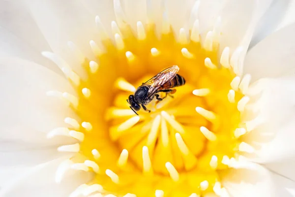 Abelhas Voando Redor Flores Para Encontrar Néctar — Fotografia de Stock