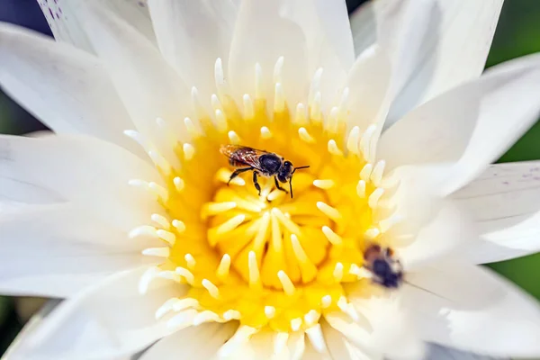 Méhek Repkednek Virágok Körül Nektárért — Stock Fotó