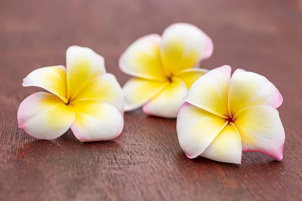 Ветвь Тропических Цветов Frangipani Plumeria — стоковое фото