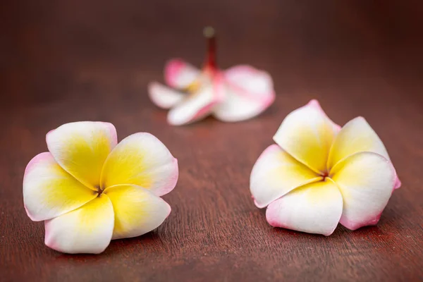 Rama Flores Tropicales Frangipani Plumeria — Foto de Stock