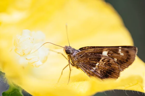 Monarcha Motyl Kwiatku — Zdjęcie stockowe