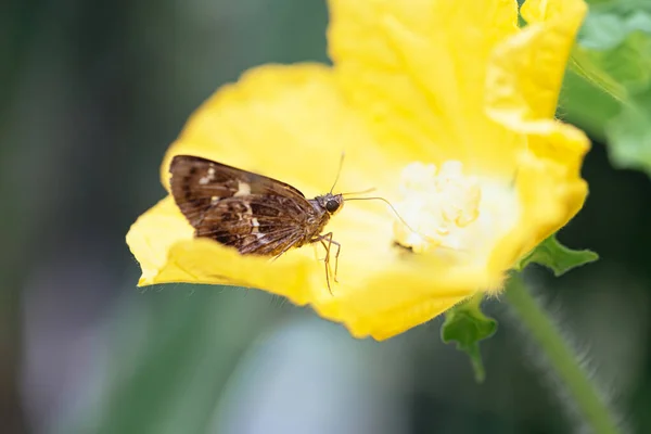 Monarch Butterfly Flower — Stock Photo, Image