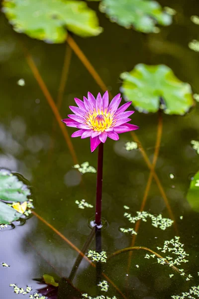 Seerosenlotus Der Natur — Stockfoto