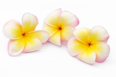 Tropikal çiçek dalları frangipani (plumeria)